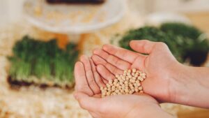 زكاة الزروع والثمار